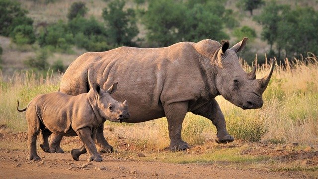 African Safari Animal - RHINOCEROS