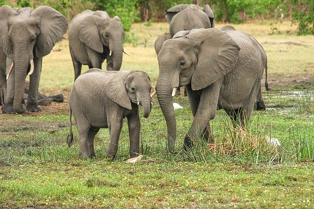 safari animals - Elephant