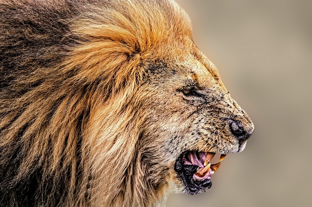 safari animals - Lion